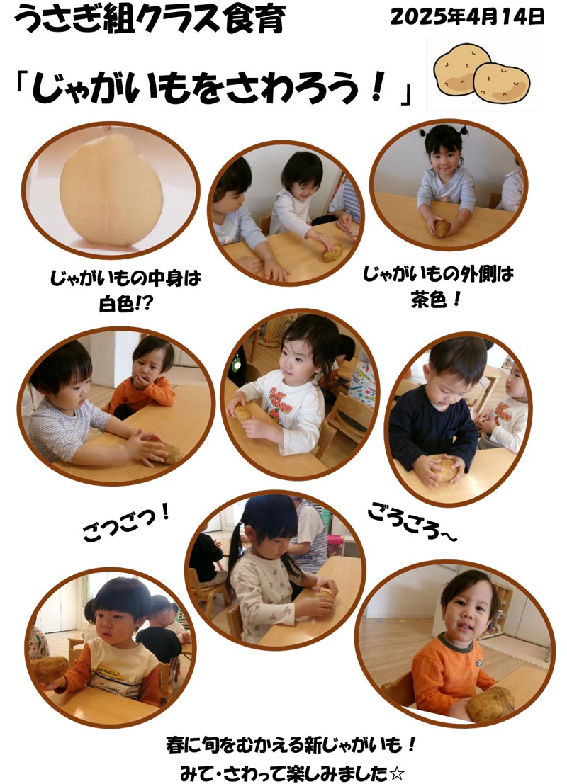 〈うさぎ組〉じゃがいもをさわろう！