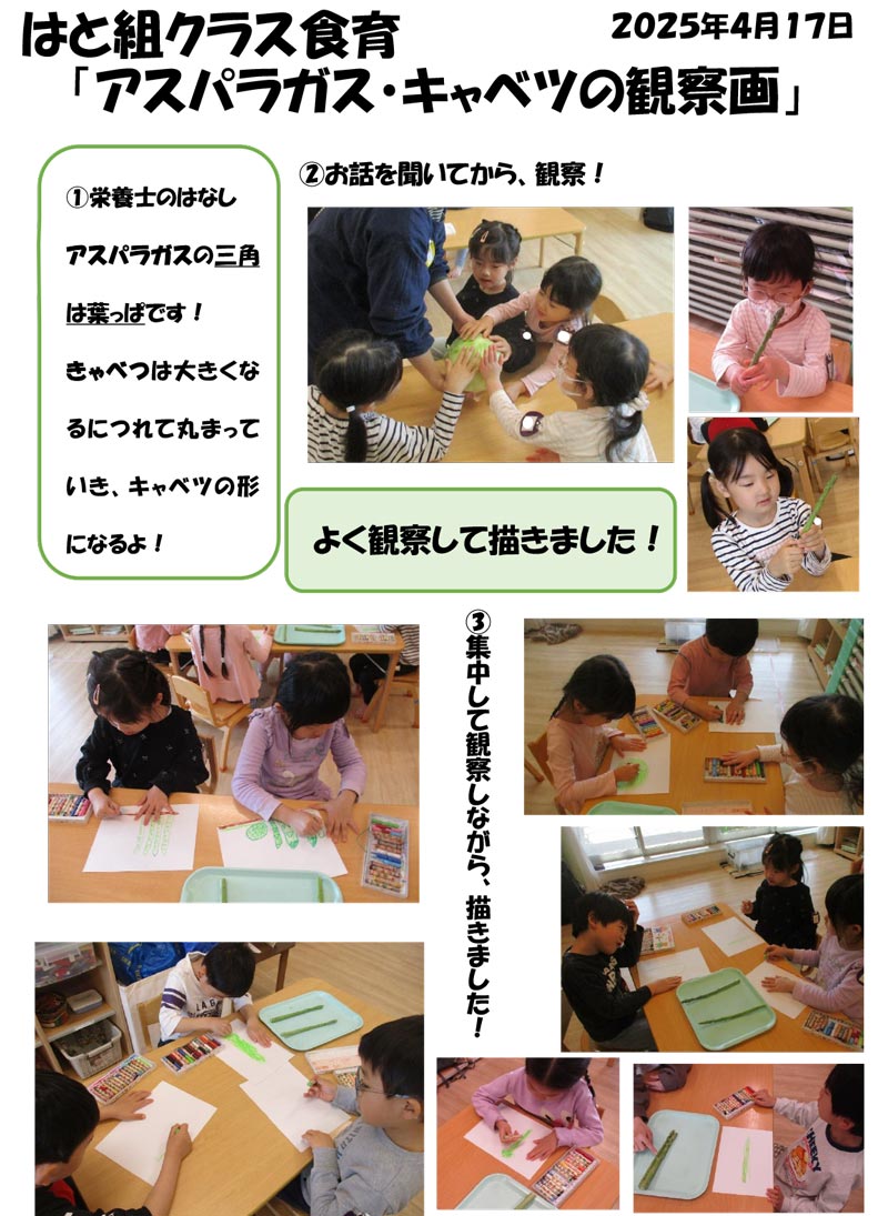 〈はと組〉アスパラガス・キャベツの観察画