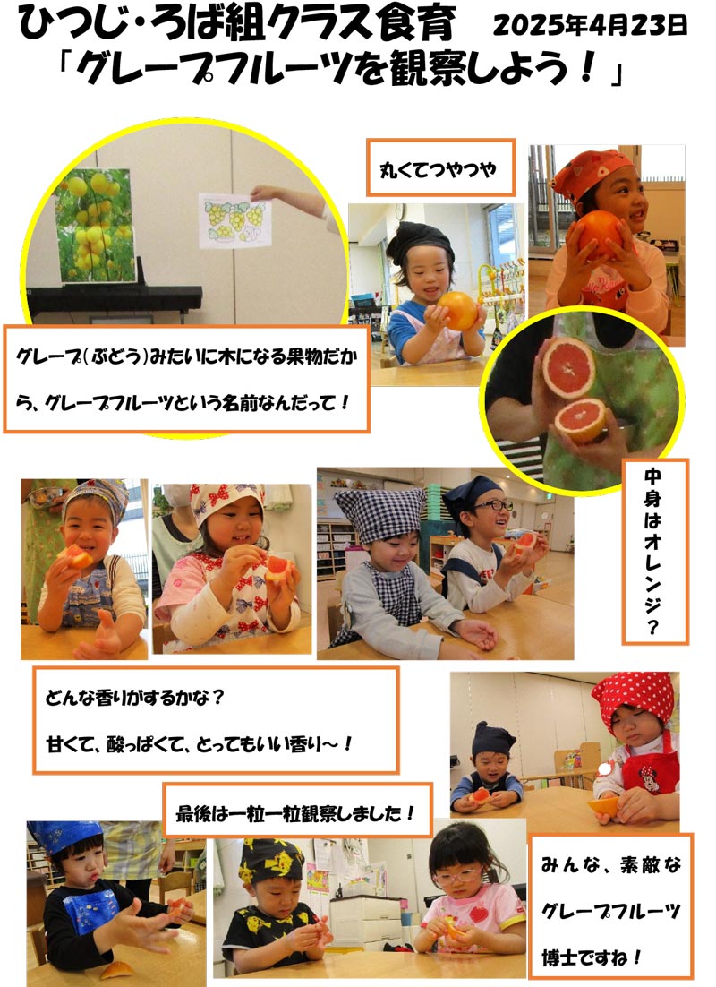 〈ひつじ・ろば組〉グレープフルーツを観察しよう！