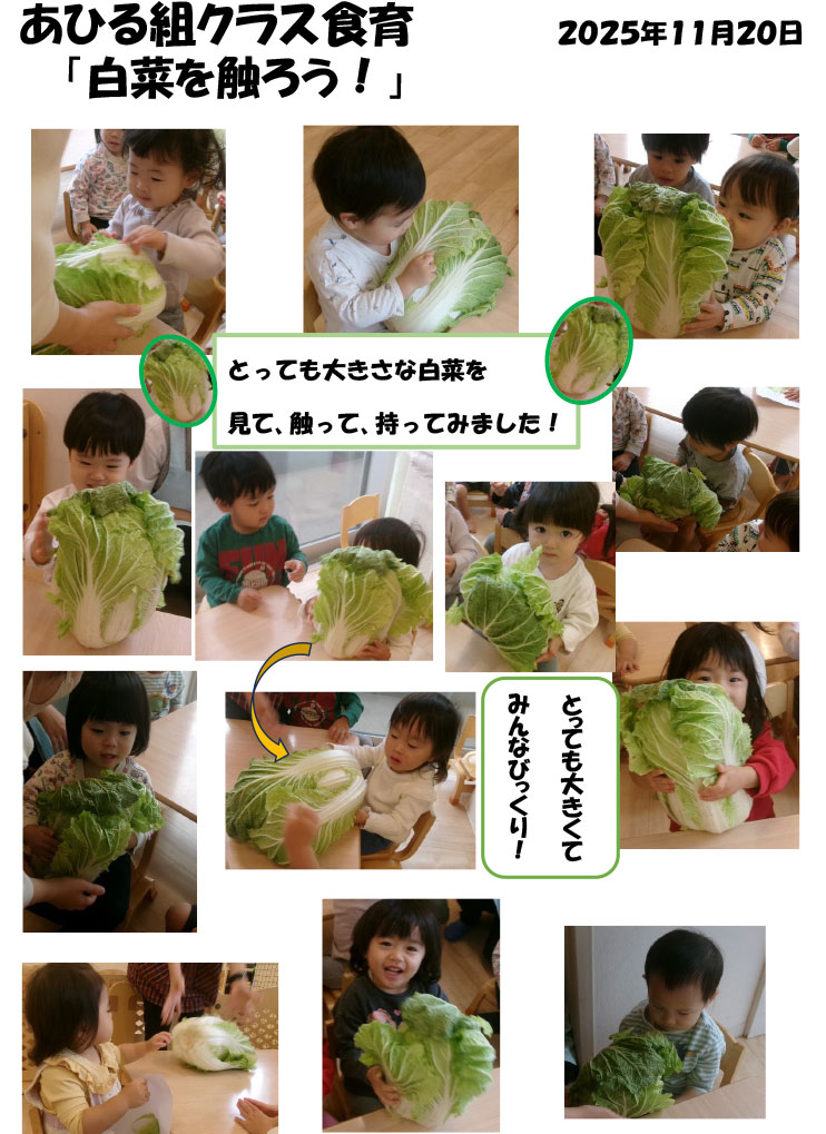 〈あひる組〉白菜を触ろう！
