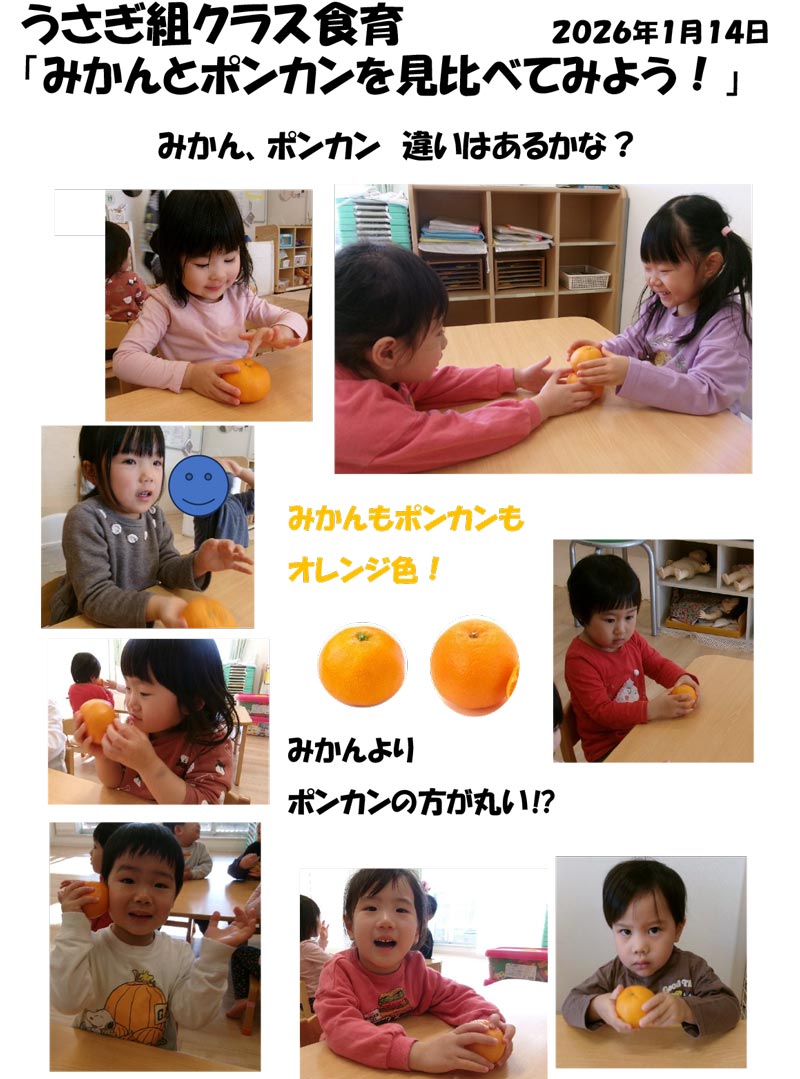〈うさぎ組〉みかんとポンカンを見比べてみよう！