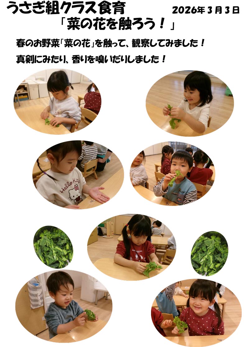 〈うさぎ組〉菜の花を触ろう!