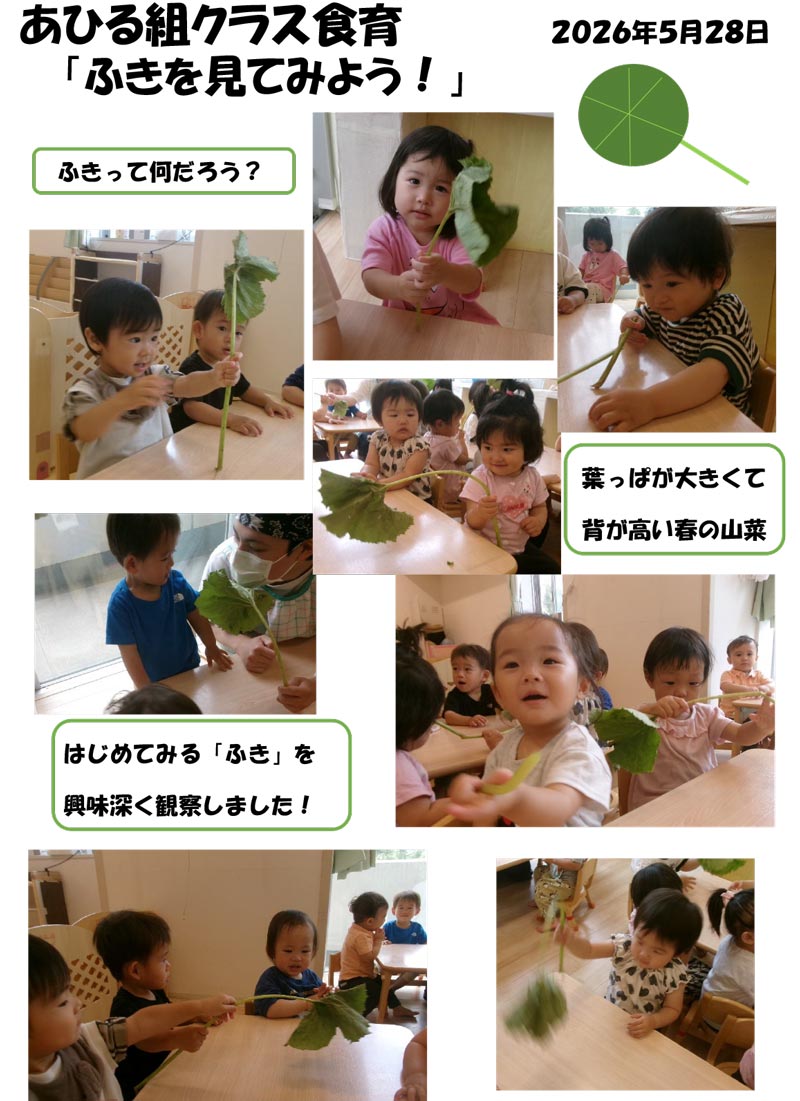 〈あひる組〉ふきを見てみよう！