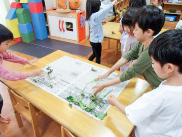 さつまいもの苗植え〈はと組：5歳児〉