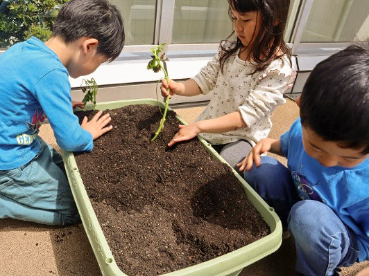 さつまいもの苗植え〈はと組：5歳児〉