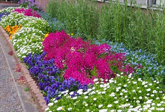 花壇ボランティア