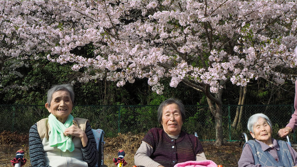 桜満開　春ですね