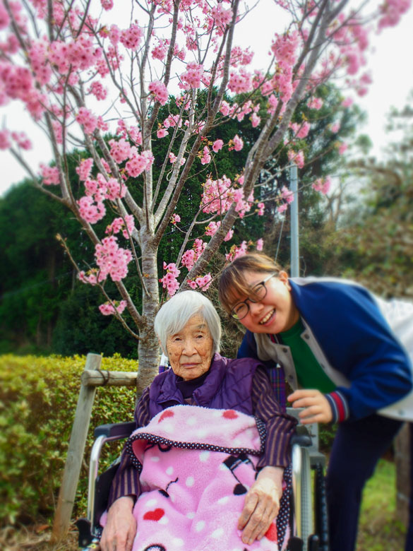 早咲きの桜が満開です