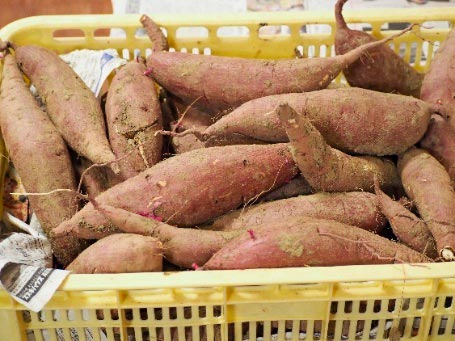 さつまいも収穫