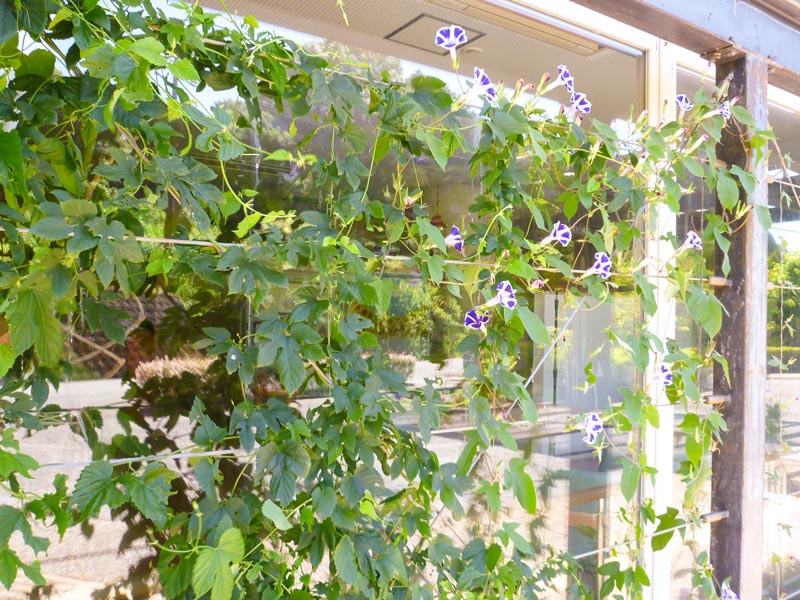 玄関のお花が綺麗に咲いています