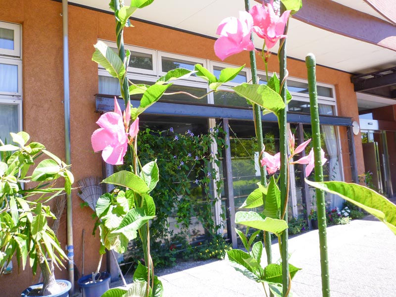 玄関のお花が綺麗に咲いています